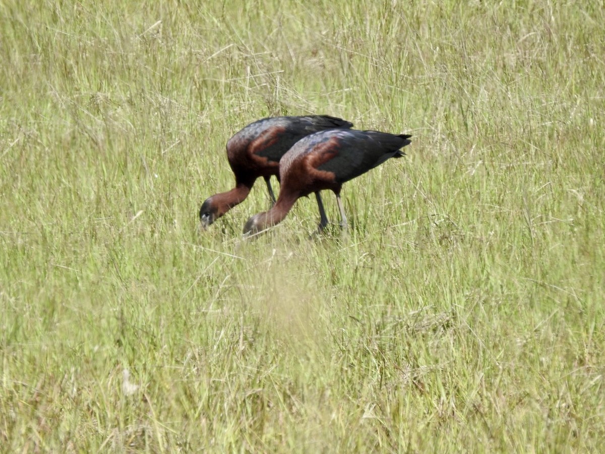 Glossy Ibis - Betsy MacMillan