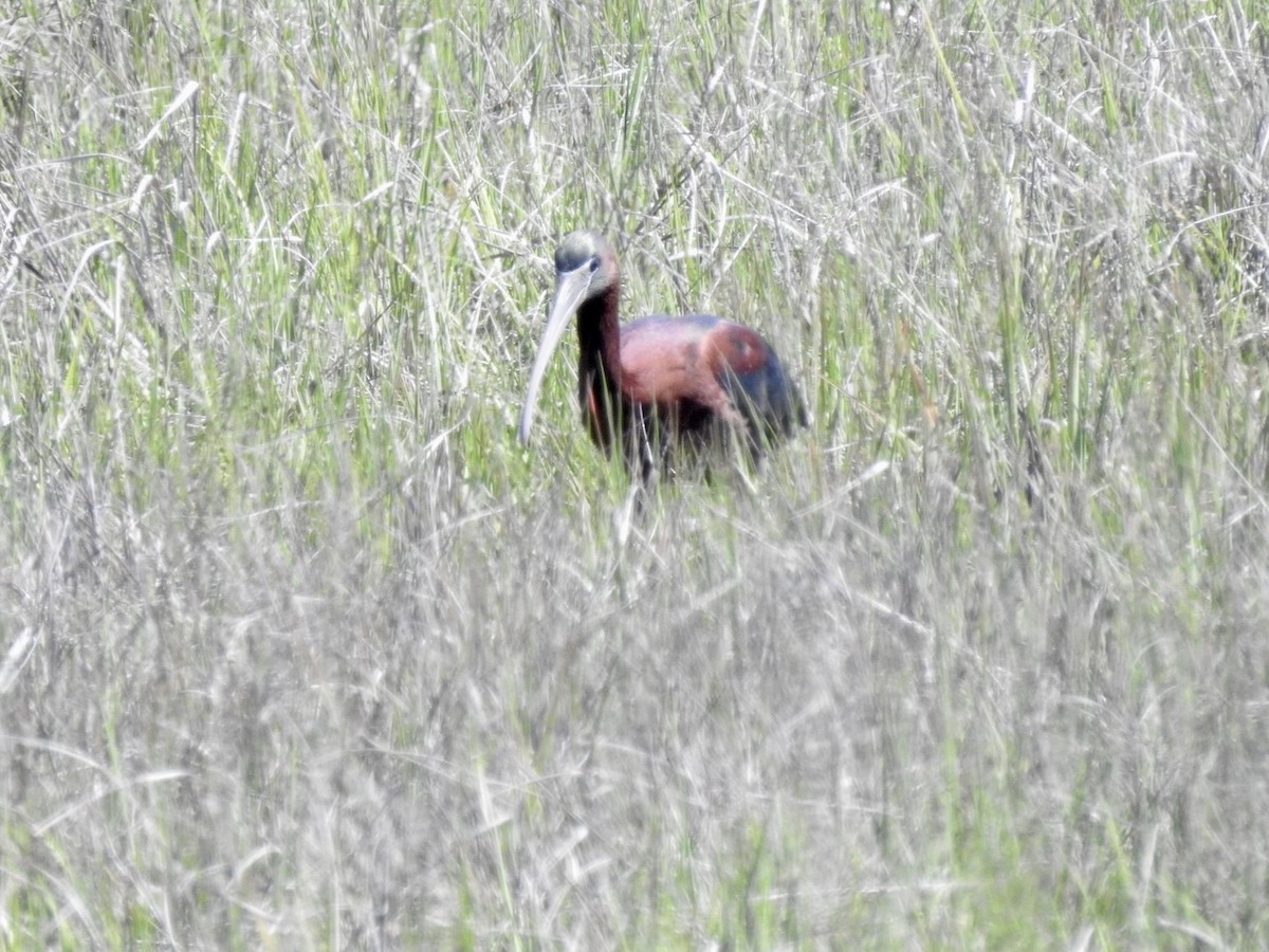 Glossy Ibis - Betsy MacMillan