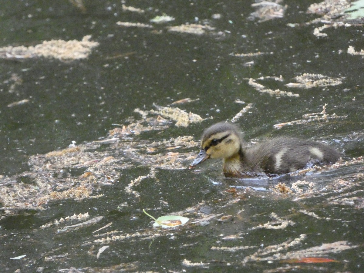 Mallard - Griffin Drake