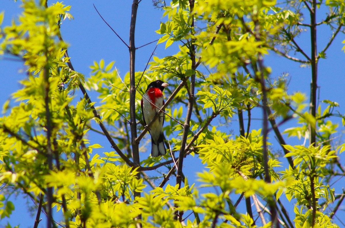 Rose-breasted Grosbeak - ML619373763