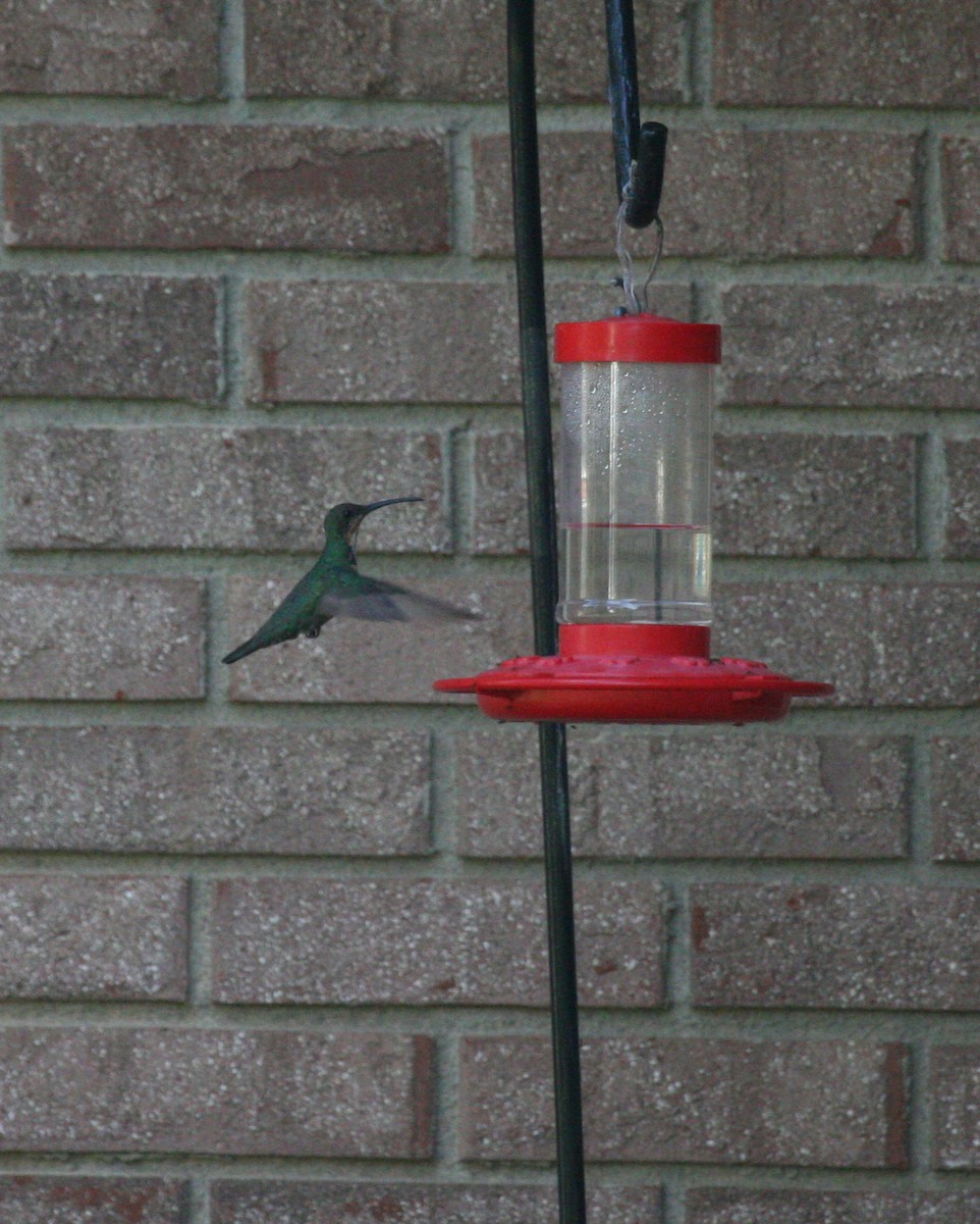 kolibřík lesklý - ML619373764