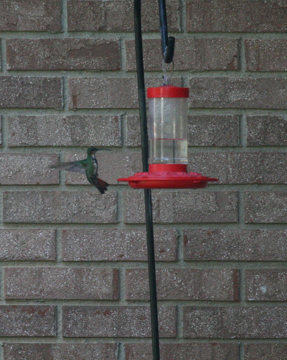 kolibřík lesklý - ML619373765