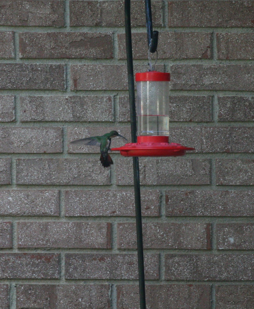 kolibřík lesklý - ML619373766