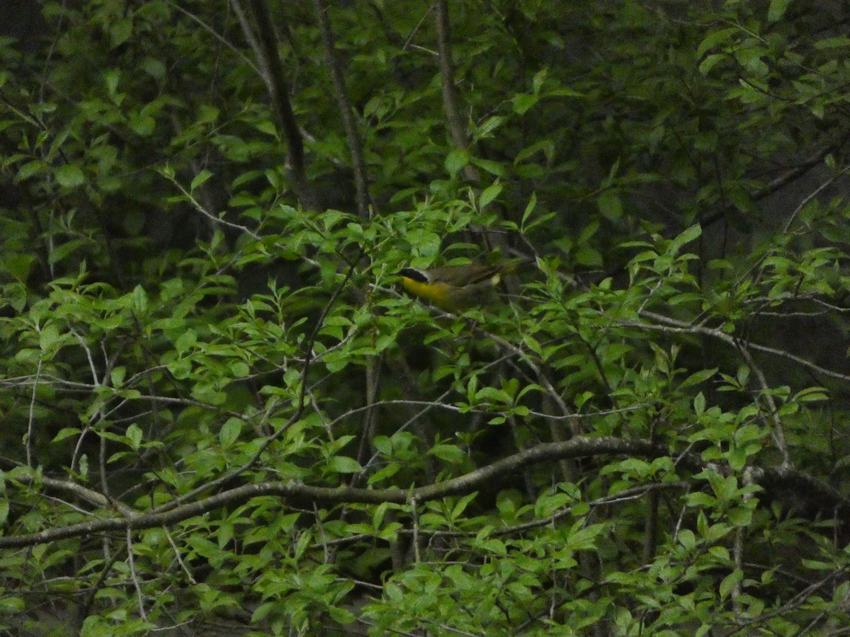 Common Yellowthroat - Griffin Drake