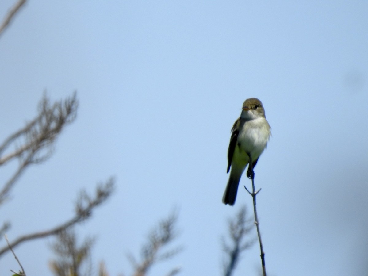 Willow Flycatcher - Betsy MacMillan