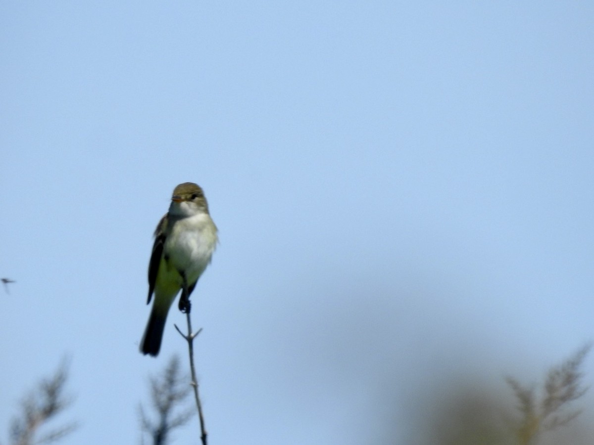 Willow Flycatcher - Betsy MacMillan