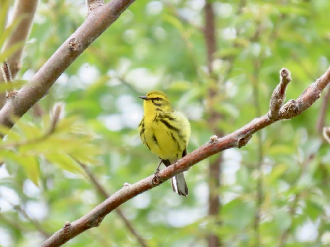 Prairie Warbler - ML619373781