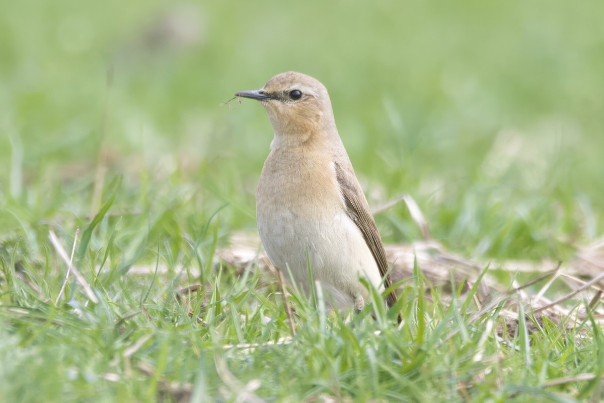 Northern Wheatear - Gareth Bowes