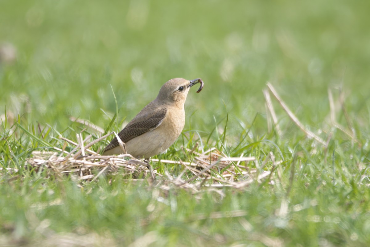 Northern Wheatear - Gareth Bowes