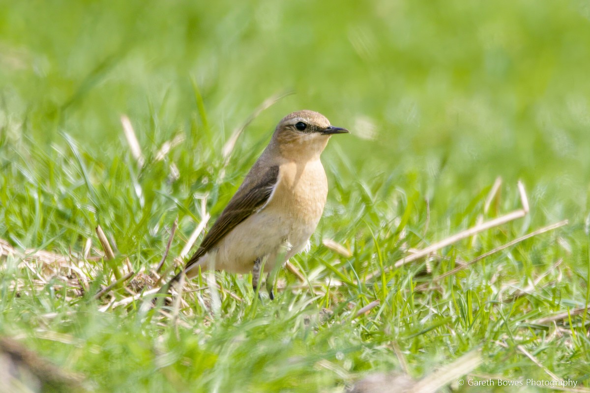 Northern Wheatear - Gareth Bowes