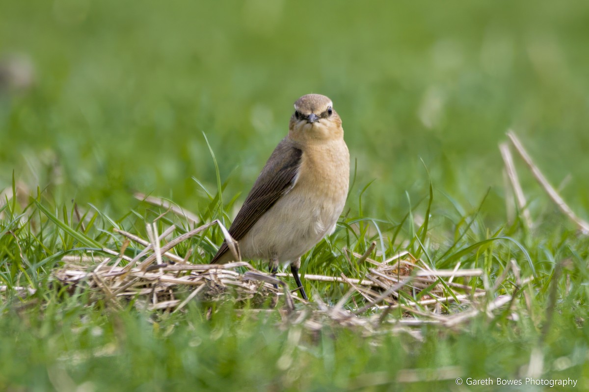 Northern Wheatear - Gareth Bowes