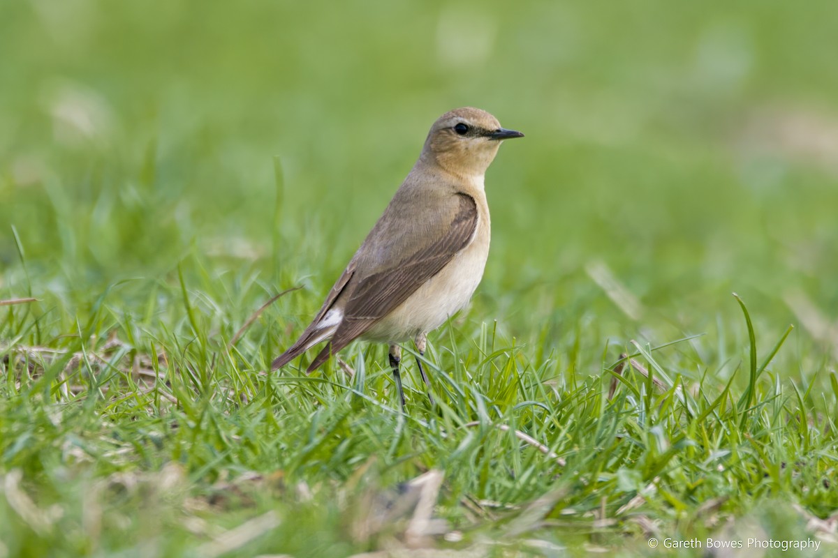 Northern Wheatear - Gareth Bowes