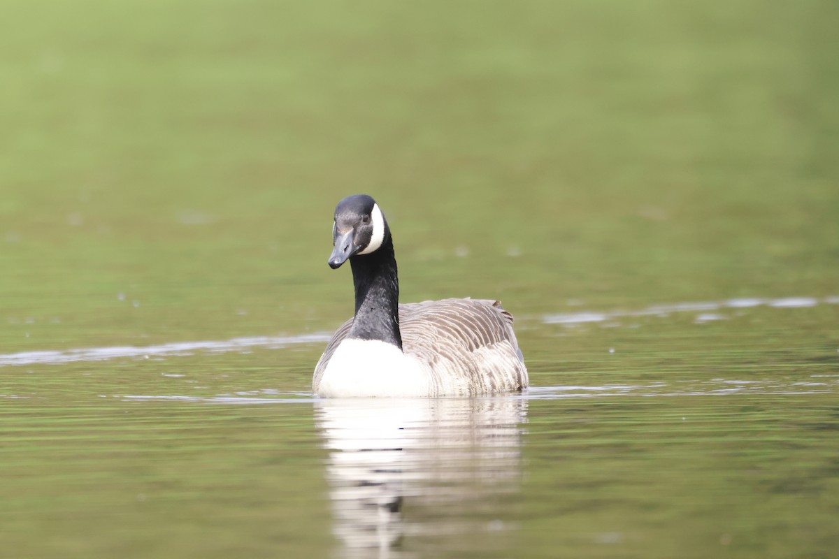 Canada Goose - Gareth Bowes