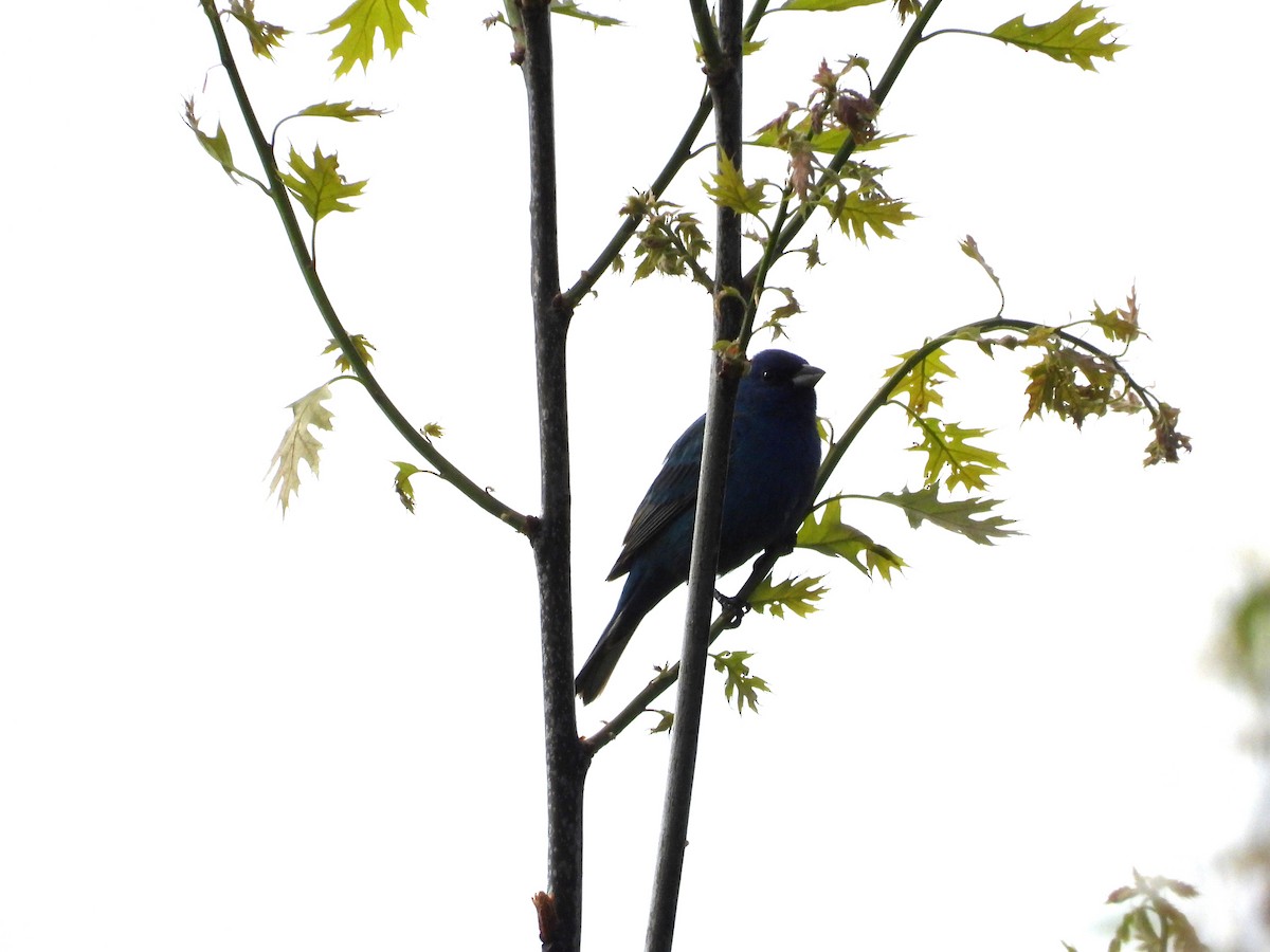 Indigo Bunting - Jean W. Côté