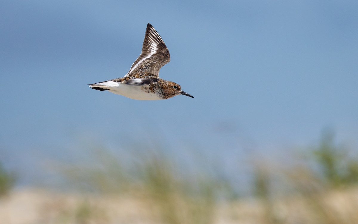 Sanderling - Atlee Hargis