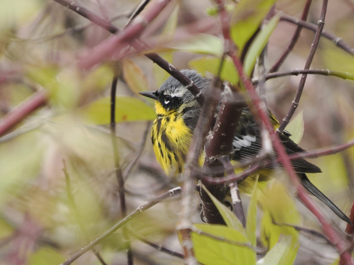 Magnolia Warbler - Sue Lentle