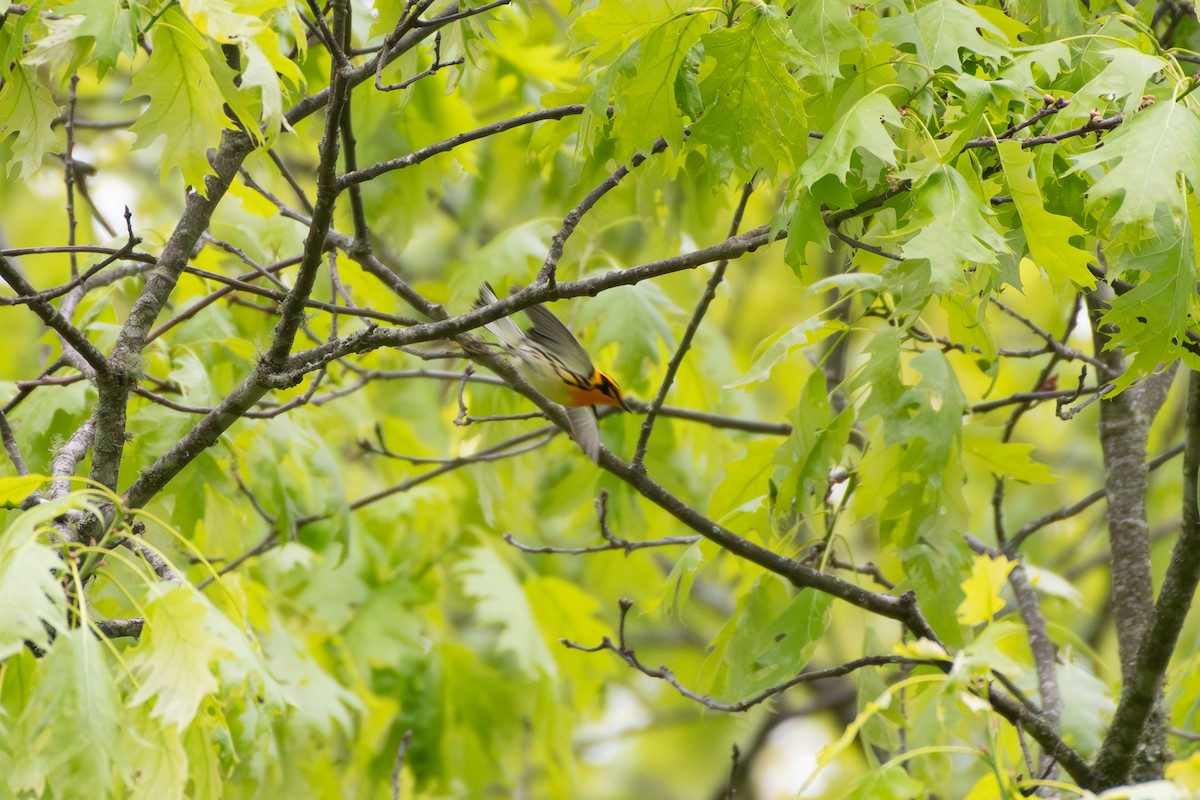 Blackburnian Warbler - ML619373836