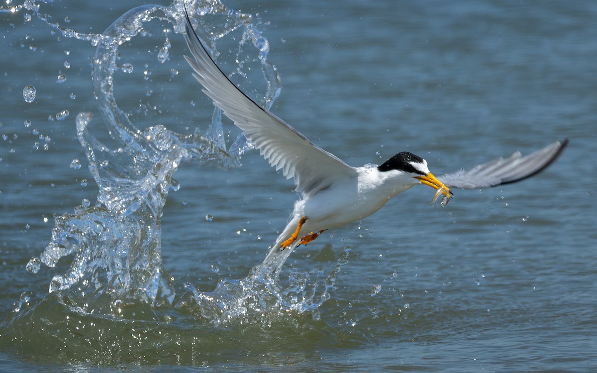 Least Tern - Atlee Hargis