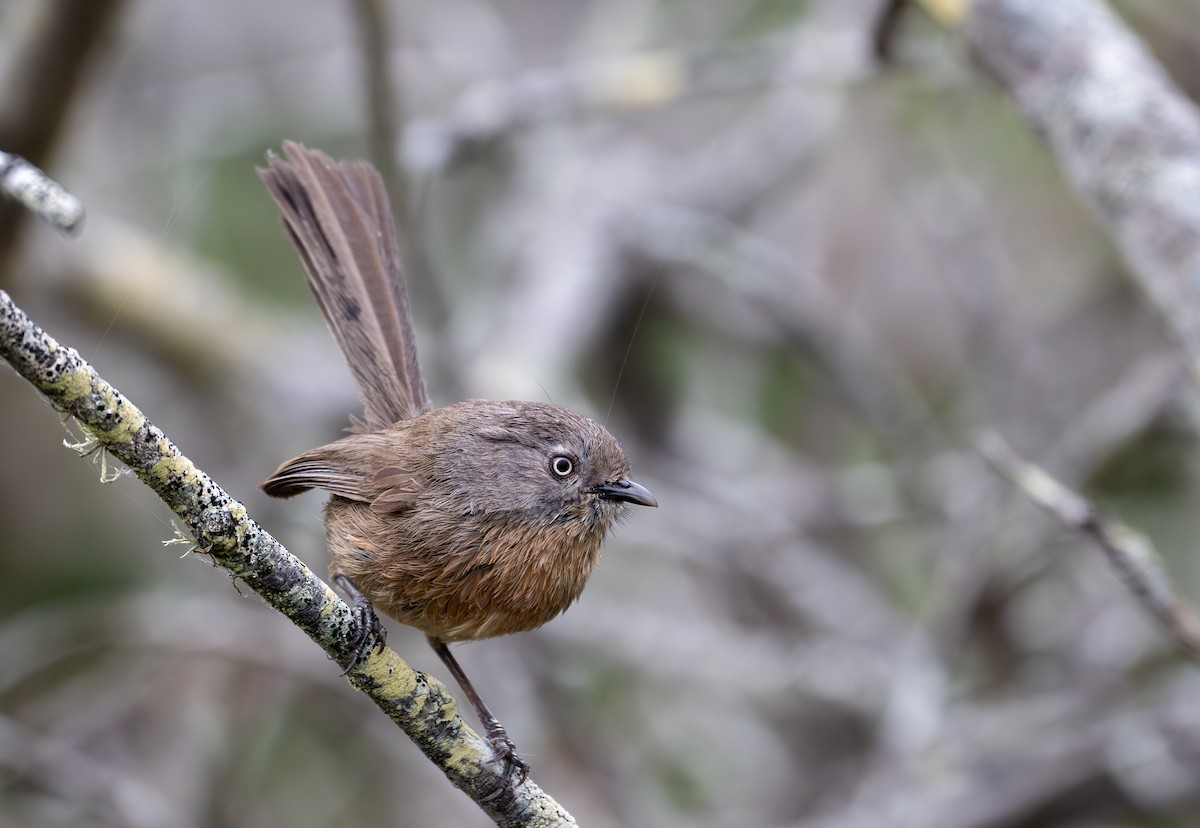 Wrentit - Herb Elliott