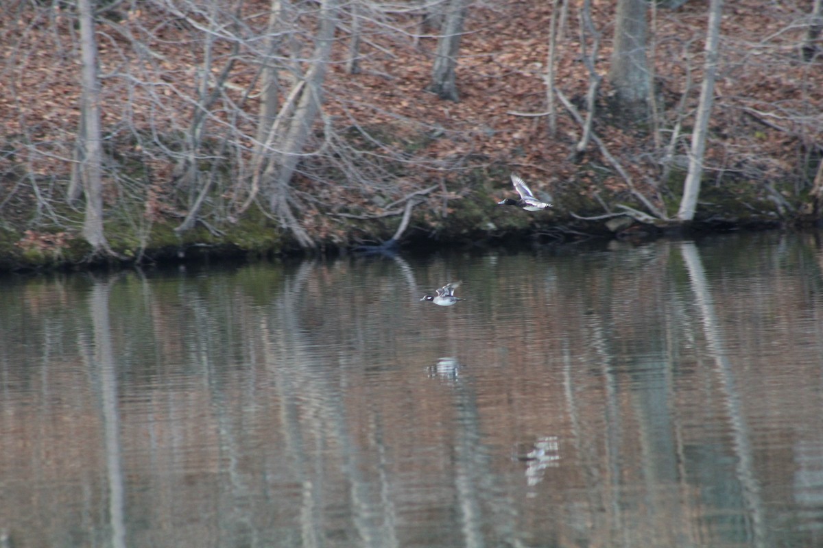 Bufflehead - Jared Ganeles