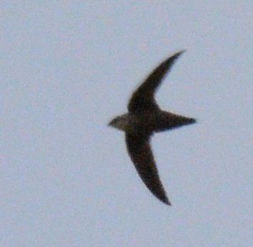 Chimney Swift - ML619373874