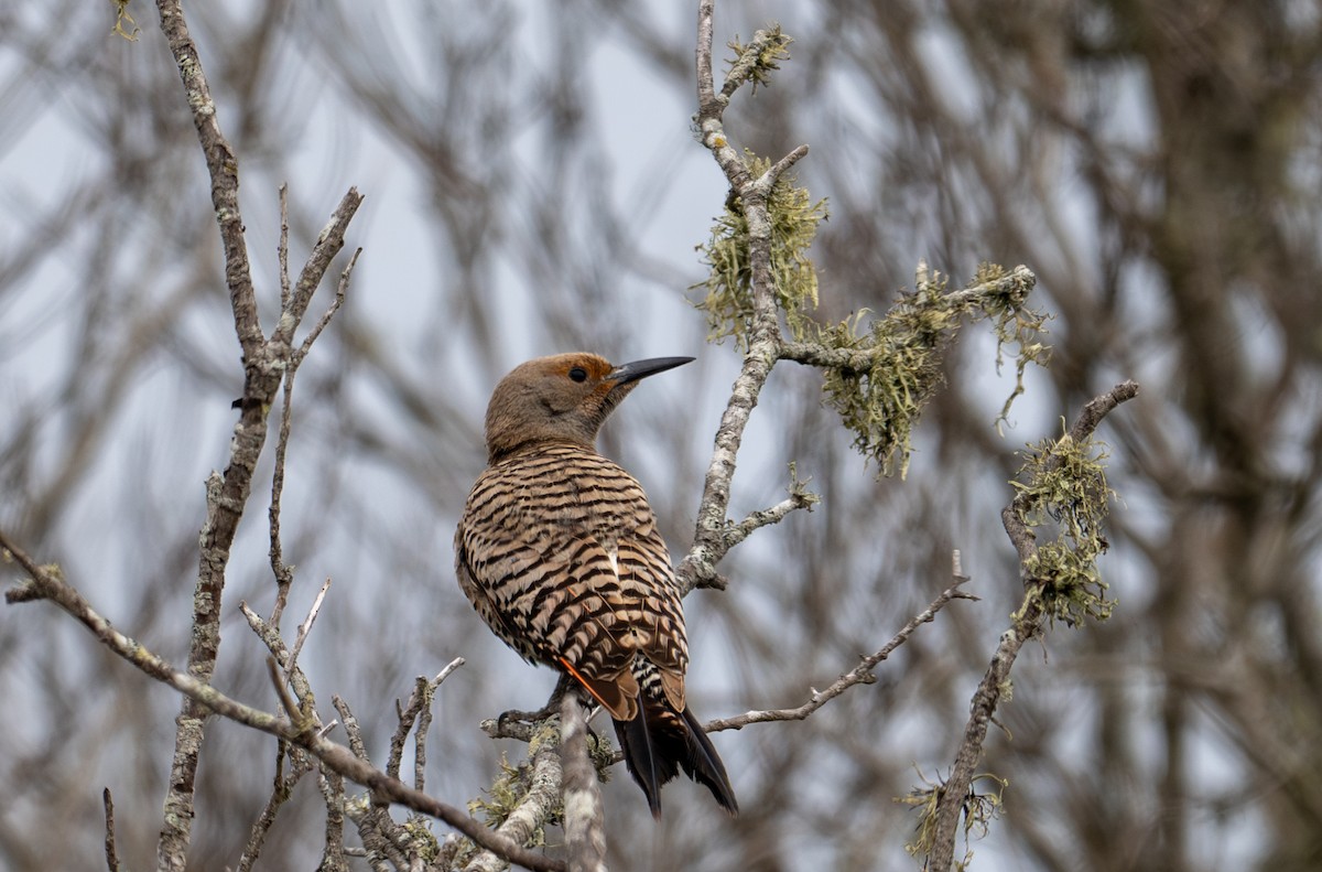 Northern Flicker (Red-shafted) - Herb Elliott