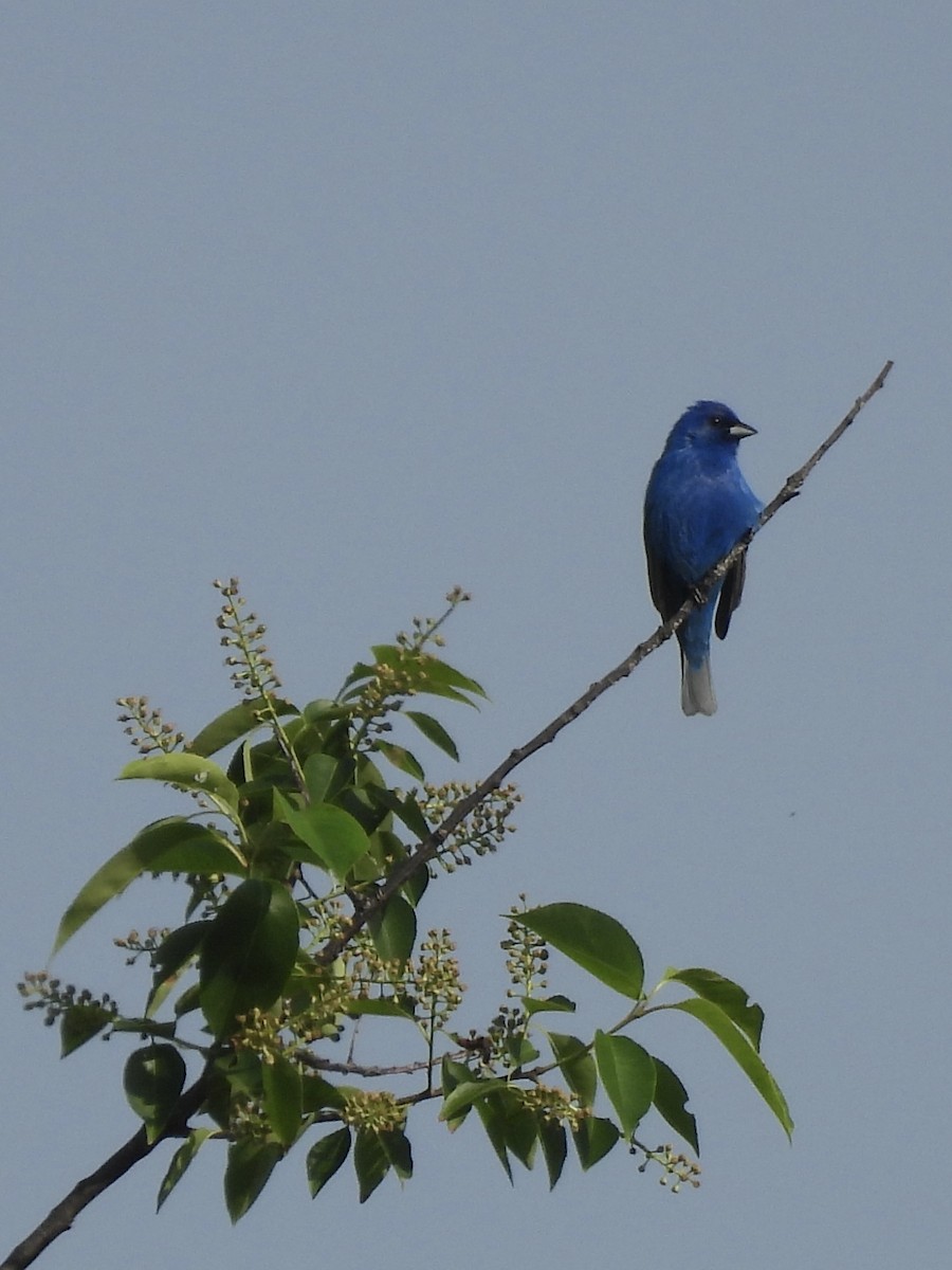 Passerin indigo - ML619373892