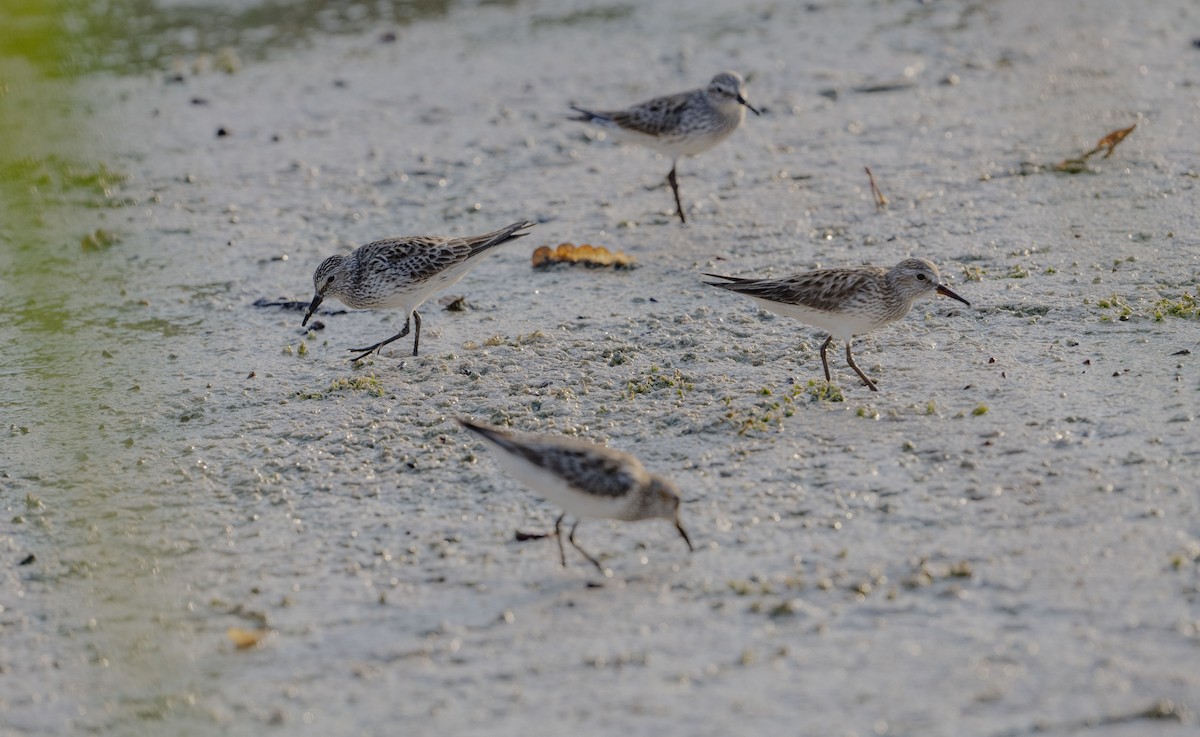 White-rumped Sandpiper - Rolando Tomas Pasos Pérez