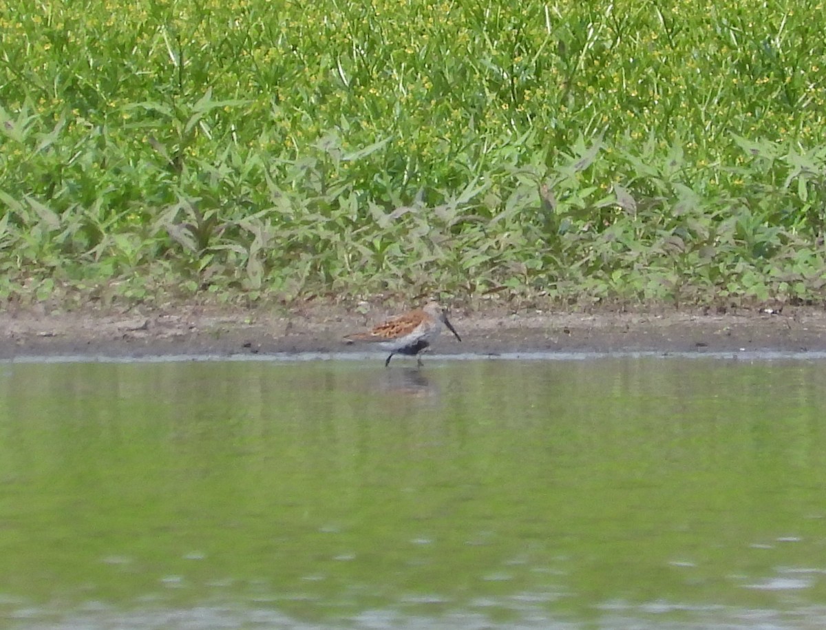 Dunlin - ML619373907