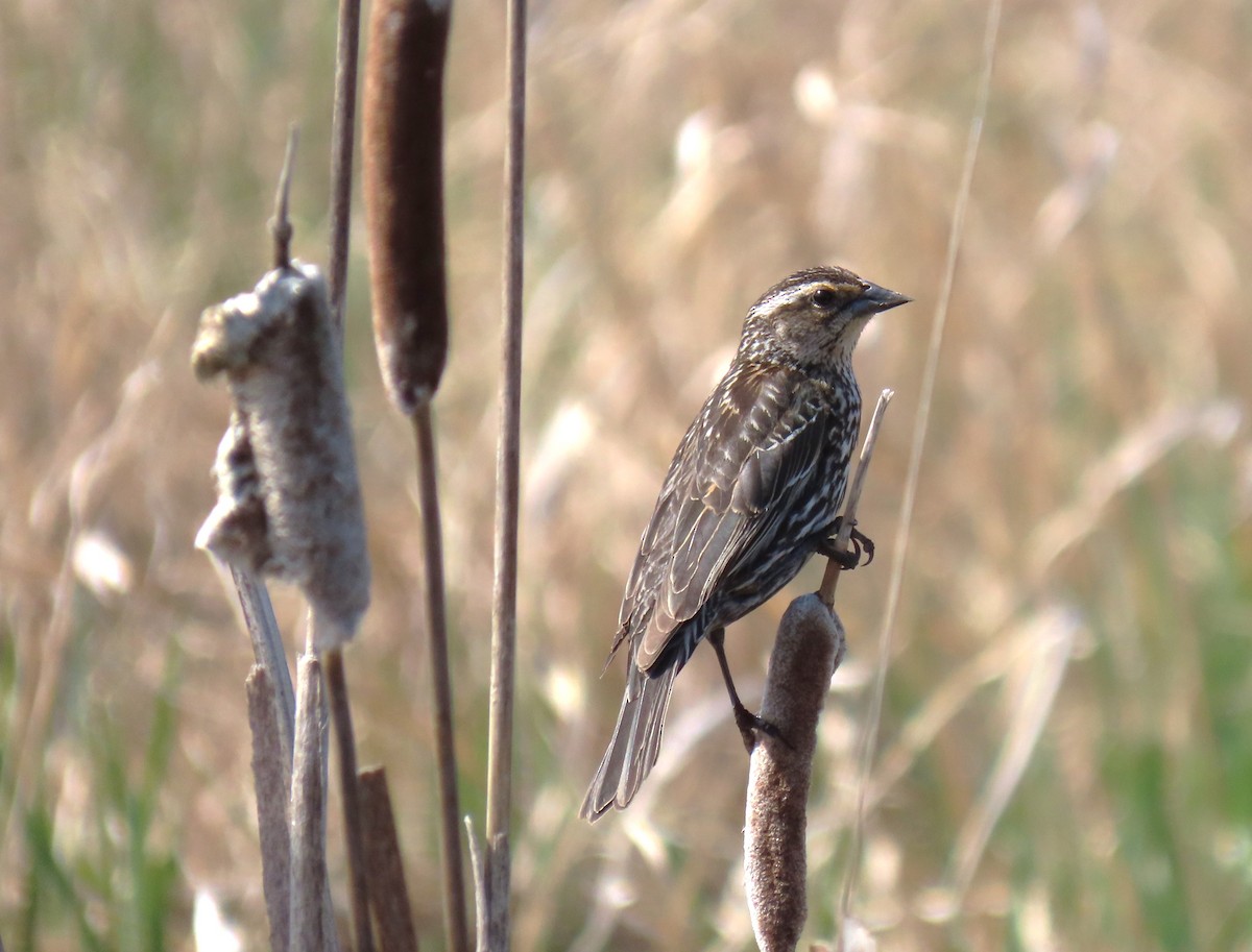 Red-winged Blackbird - Maryse Lessard