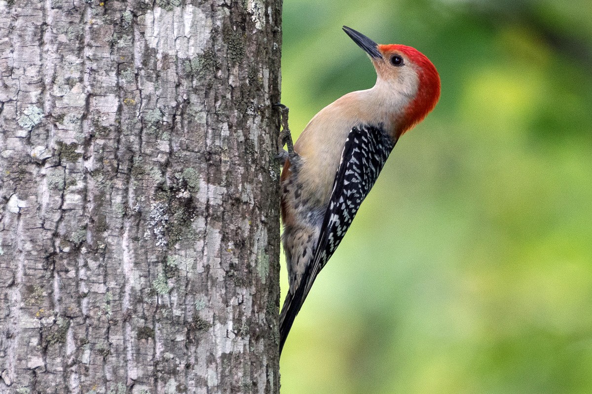 Red-bellied Woodpecker - Juan Miguel Artigas Azas
