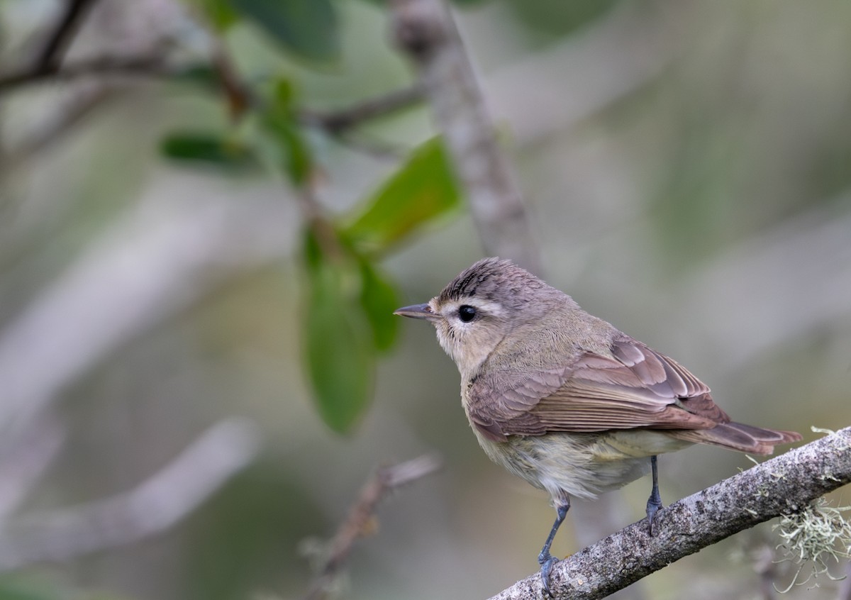 Warbling Vireo - Herb Elliott