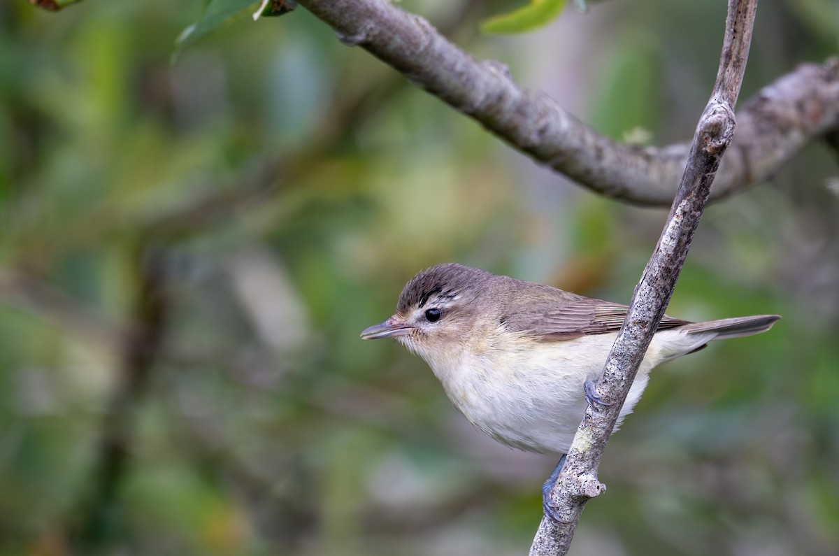 Warbling Vireo - Herb Elliott