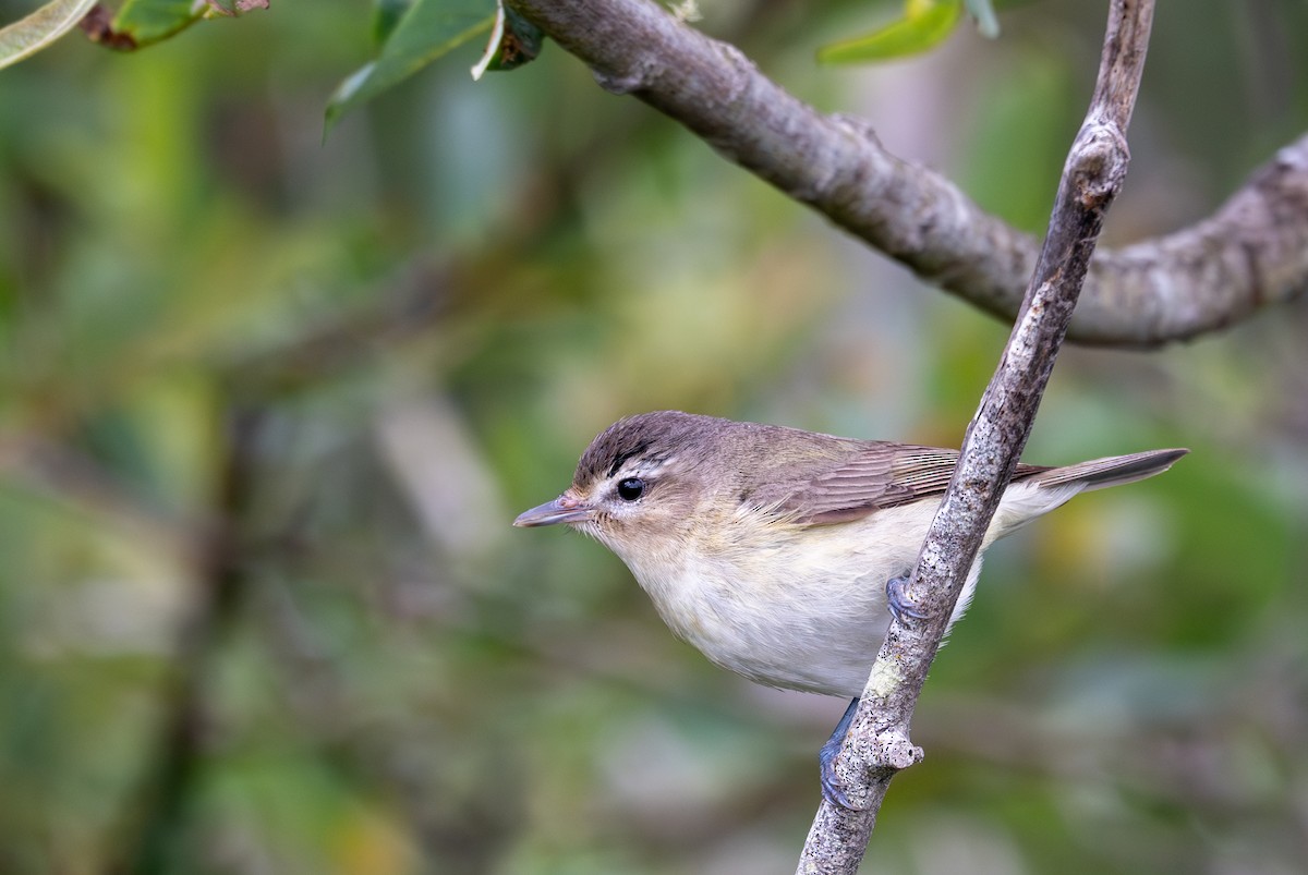 Warbling Vireo - Herb Elliott