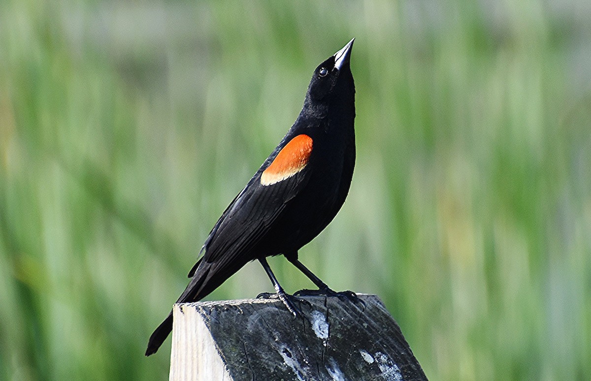 Red-winged Blackbird - Scott Jackson