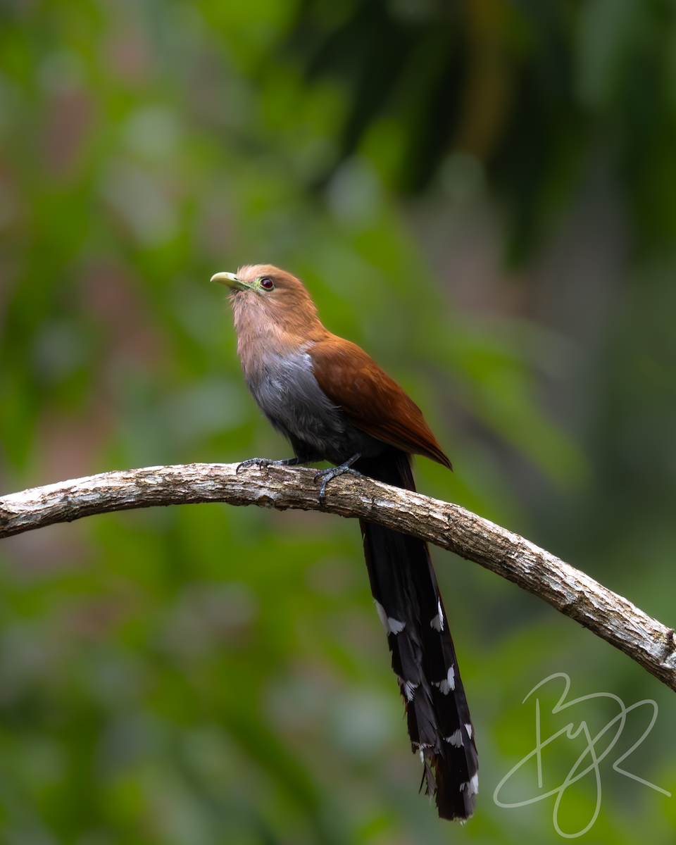 Squirrel Cuckoo - Brayan Martínez