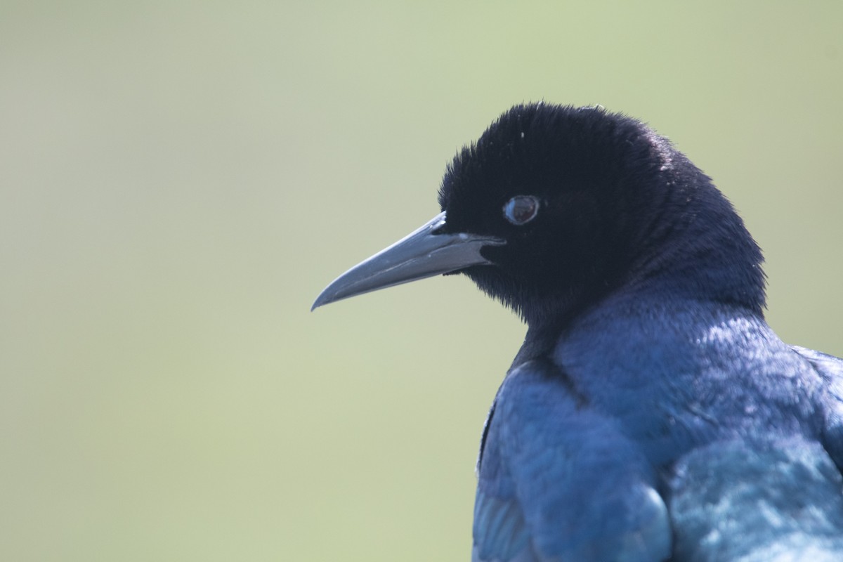 Boat-tailed Grackle - ML619373961