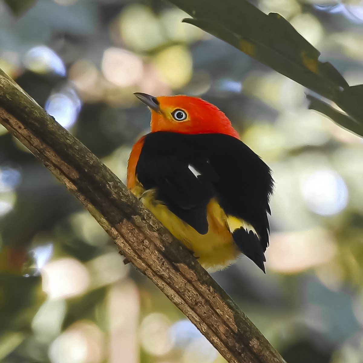 Band-tailed Manakin - ML619373974