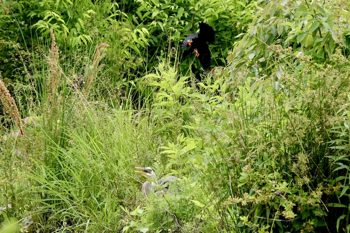 Red-winged Blackbird - Fleeta Chauvigne