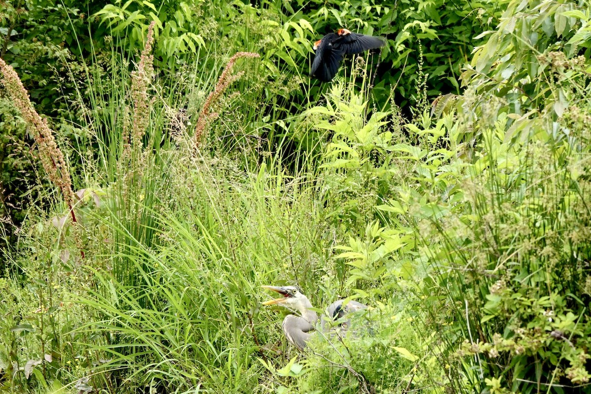 Red-winged Blackbird - Fleeta Chauvigne