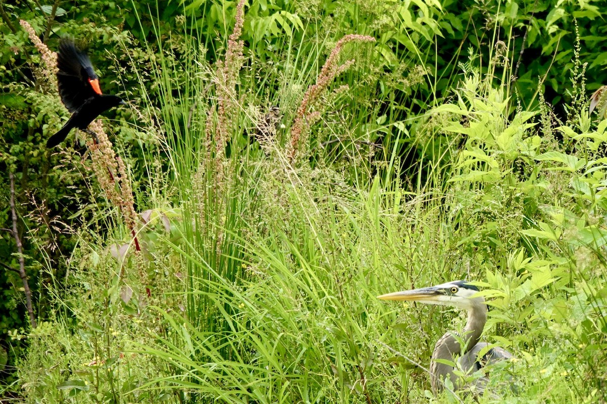 Red-winged Blackbird - Fleeta Chauvigne