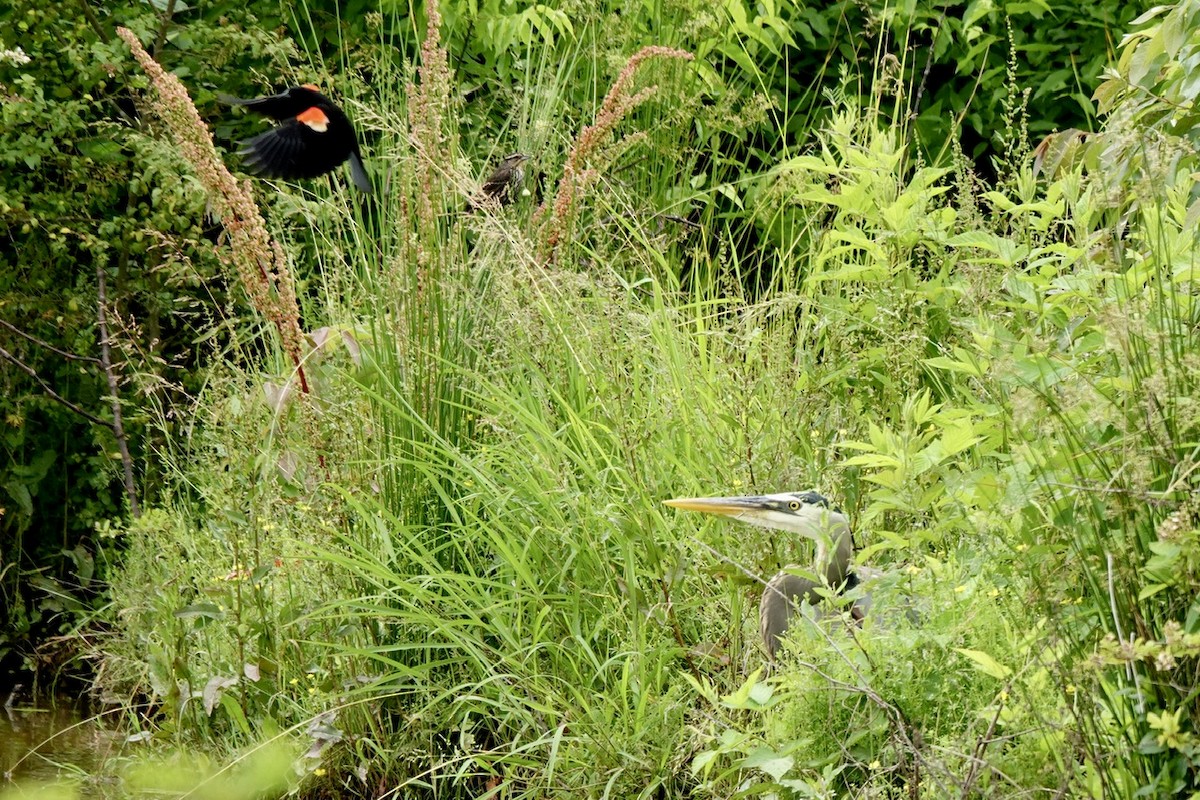 Red-winged Blackbird - Fleeta Chauvigne