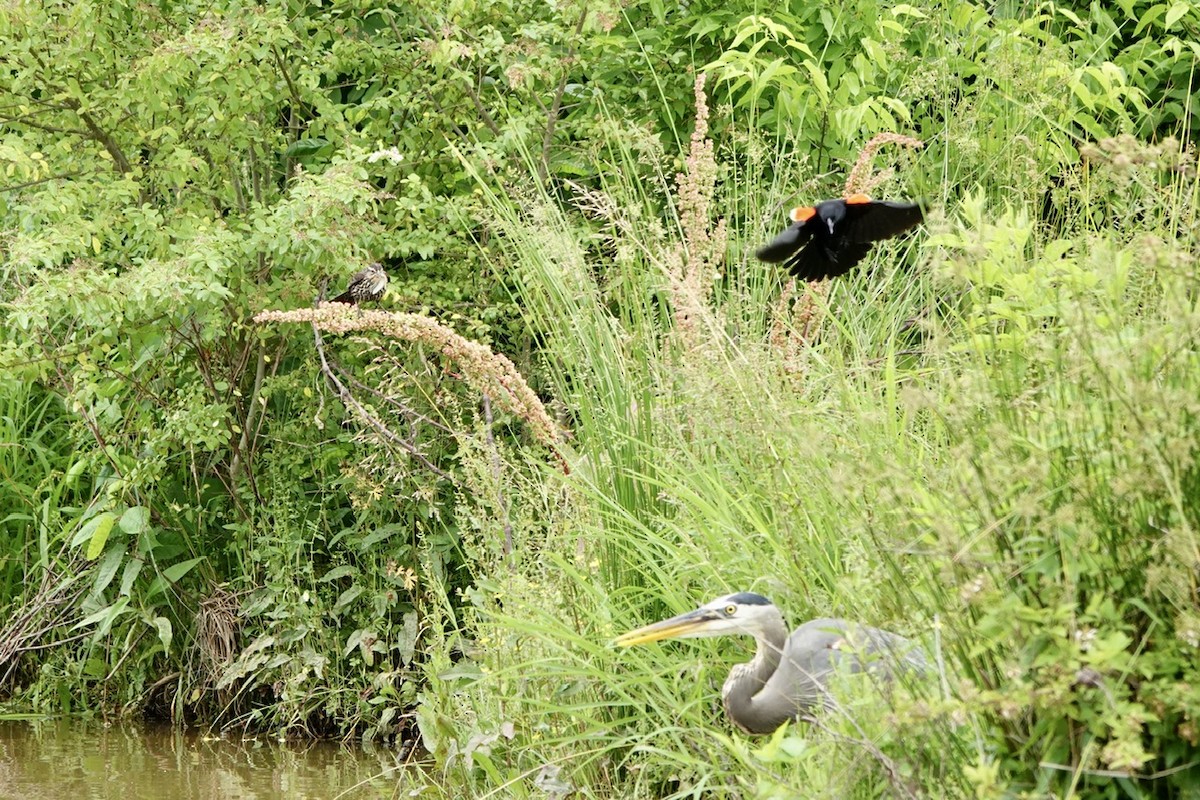 Red-winged Blackbird - Fleeta Chauvigne