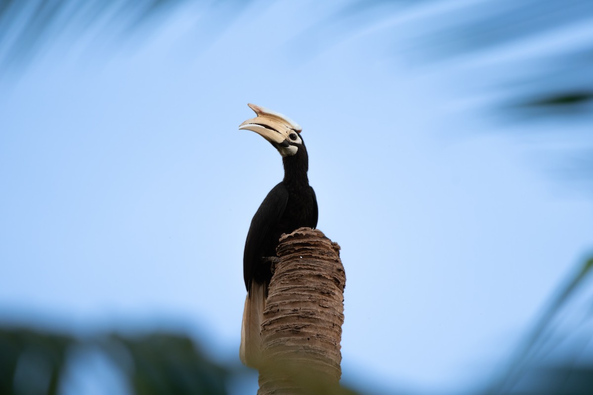 Palawan Hornbill - ML619373984