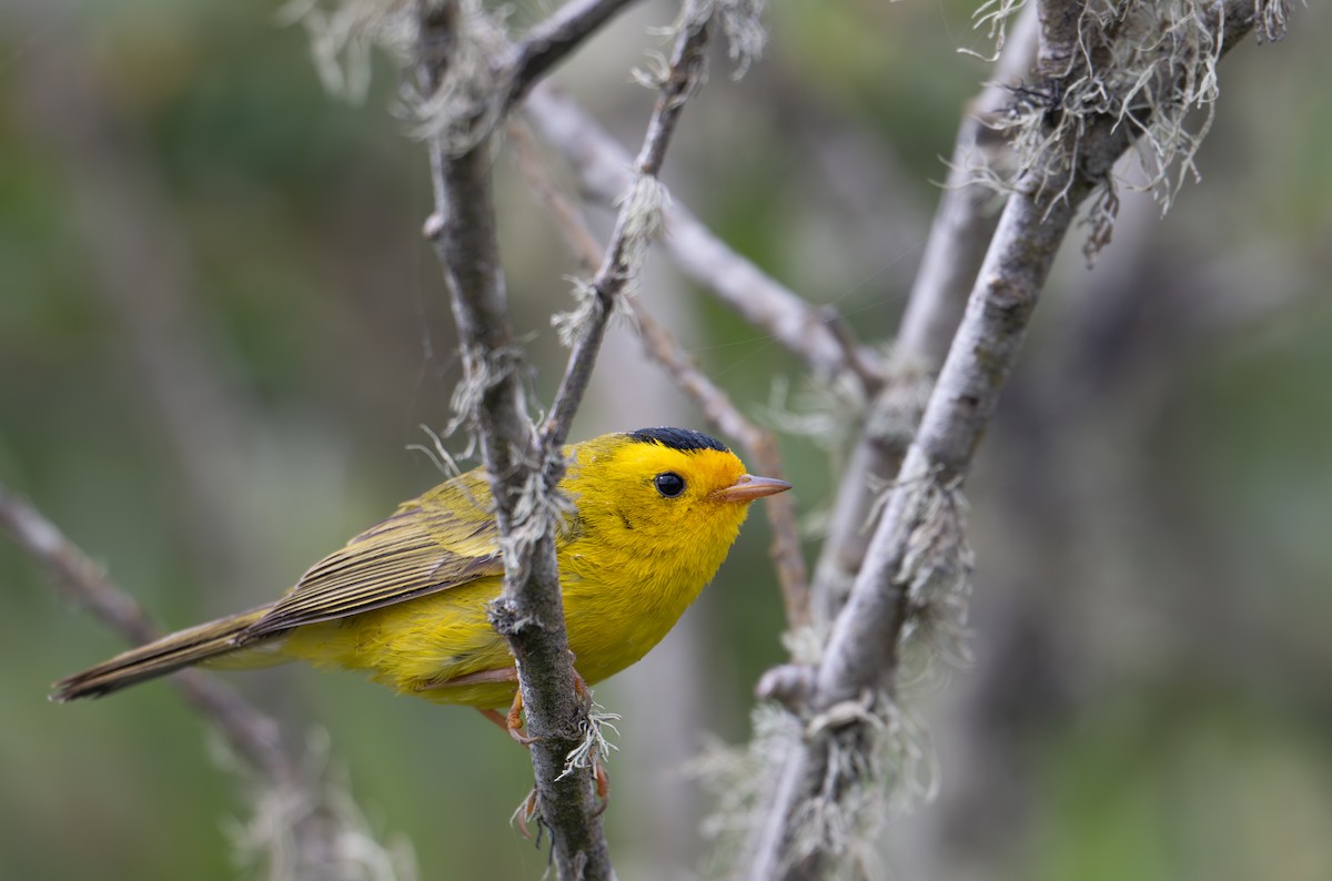 Wilson's Warbler - Herb Elliott