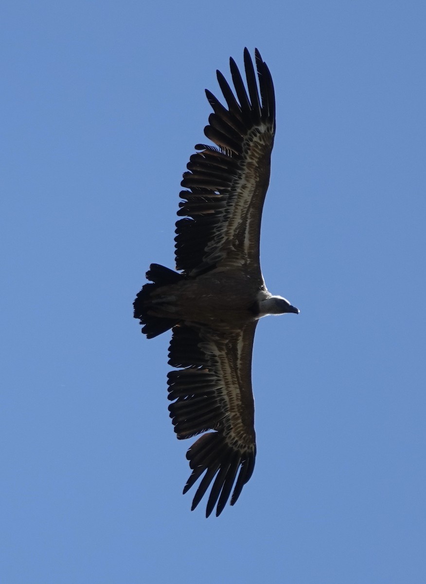 Eurasian Griffon - ML619373991