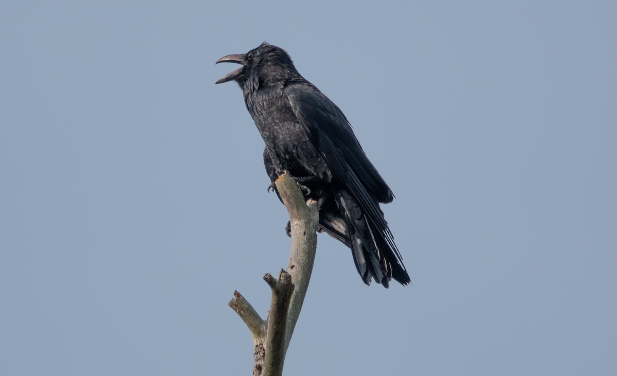 Common Raven - Gale VerHague