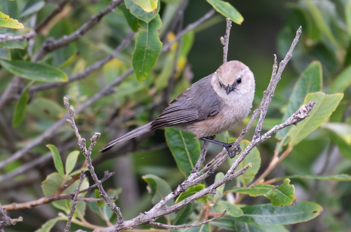 Bushtit (Pacific) - Herb Elliott