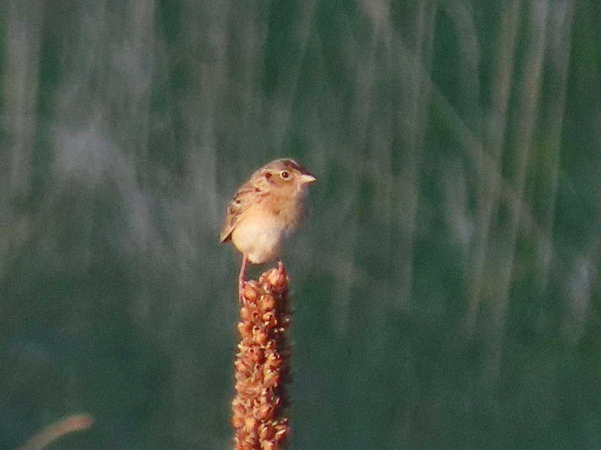 Grasshopper Sparrow - Myron Gerhard