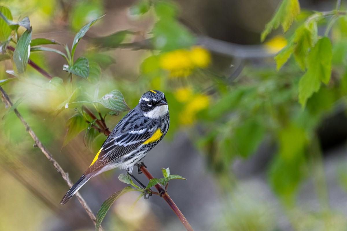 Yellow-rumped Warbler - Anthony Paré